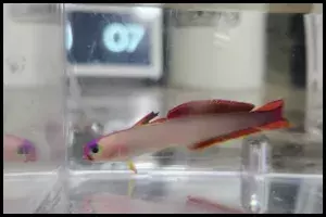 Purple Firefish Goby Breeding Guide