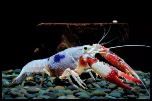 Top Types of Aquarium Crayfish