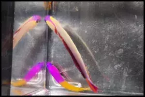 Purple Firefish Goby Diet