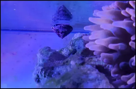 Banded Trochus Snails Reef Safe Care