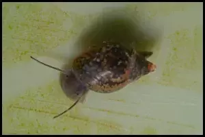 Top Snail-Eating Fish 