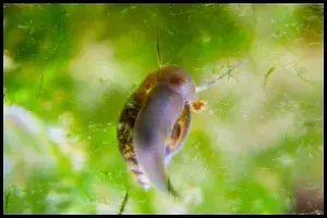 Bladder Snails Breeding