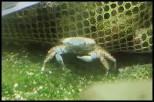 Emerald Crabs Bubble Algae Control