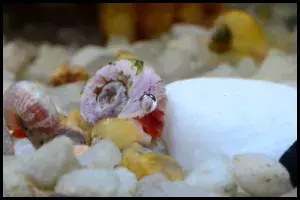 Ramshorn Snails Diet