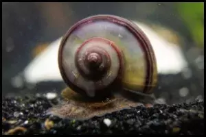 Mystery Snail Growth Rate