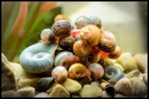 Create a Community for Your Snail