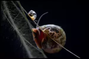 Identify Ramshorn Snail Eggs