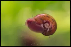 Ramshorn Snails Coloration and Variations