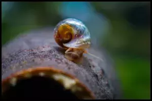 Population Management and Snail Population Control