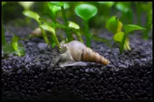 Trumpet Snails Hiding in Substrate and Gravel Tips