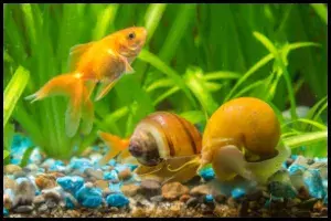 Identify Male and Female Mystery Snails