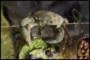 Emerald Crab: Feeding, Diet, and Eating