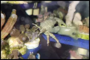 Understanding Emerald Crab Aggression