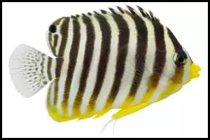 Multibar Angelfish