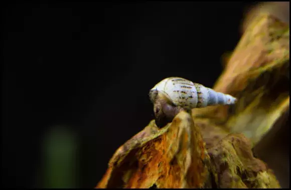 Malaysian Trumpet Snail