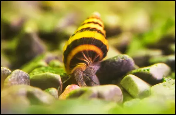 Assassin Snail An Invasive Species
