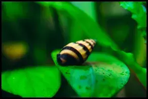 Invasive Snails Impacting Florida's Ecosystem