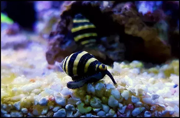 Bumblebee Snails Eat Vermetid Snails