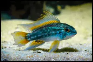 Apistogramma bitaeniata