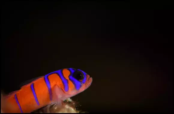 Blue Banded Goby