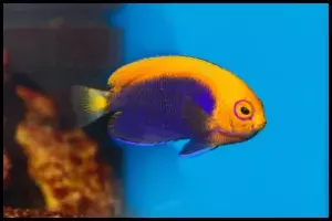 Flameback Angelfish