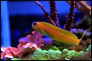 Midas Blenny