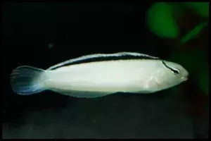 Smith's Blenny