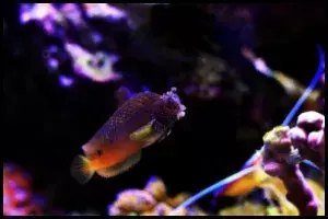 Snowflake Blenny