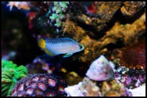 Splendid Dottyback