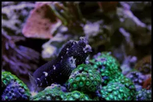 Starry Blenny