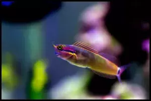 Tail Spot Blenny 