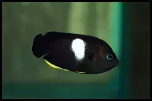 Tibicen Angelfish