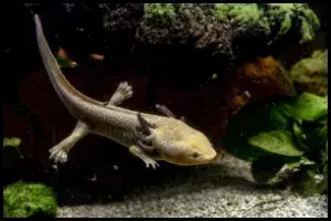 Axolotl