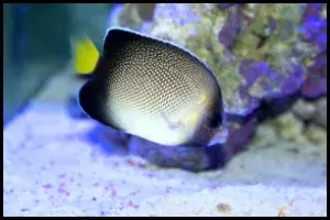 Xanthurus Cream Angelfish