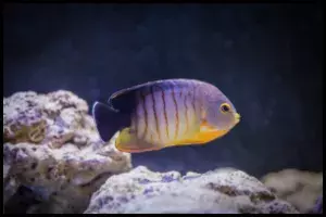 Eibli Angelfish