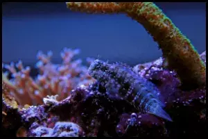 Lawnmower blenny