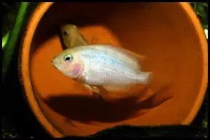 Albino Convict Cichlid