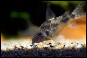 Corydoras Paleatus