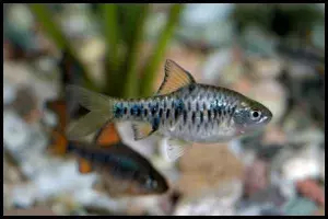 Checkered Barb