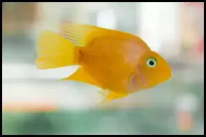 Yellow Parrot Fish