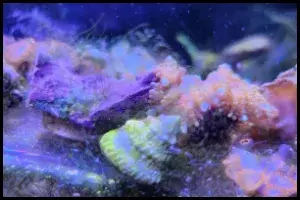 Eating Habits for Astrea Snails