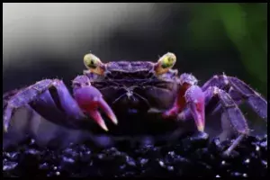 Purple Vampire Crab