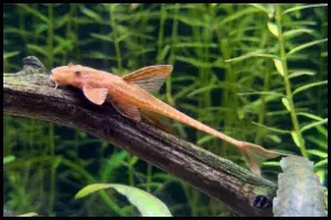 Red lizard whiptail