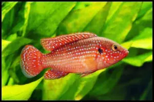 Hemichromis bimaculatus