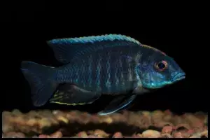 Cynotilapia zebroides