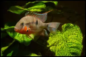 Thorichthys Meeki