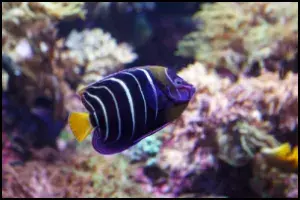 Chrysurus Angelfish