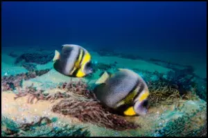 Cortez Angelfish