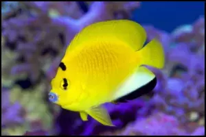 Flagfin Angelfish
