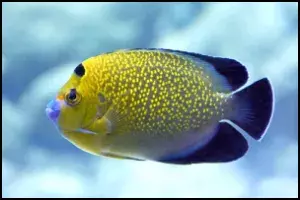 Goldflake Angelfish